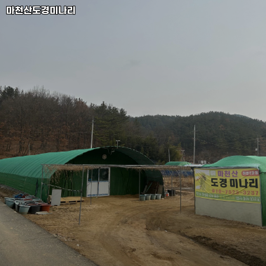 마천산 도경미나리 사진 3