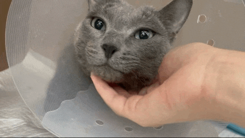  고양이 FLUTD 방광염으로 입원치료