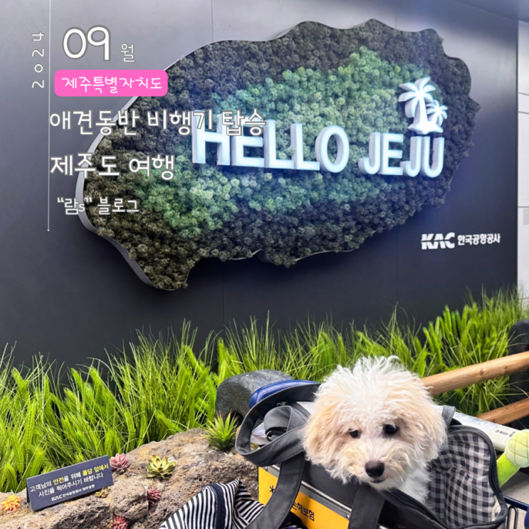  제주도 애견동반 비행기 탑승방법 에어부산 이용