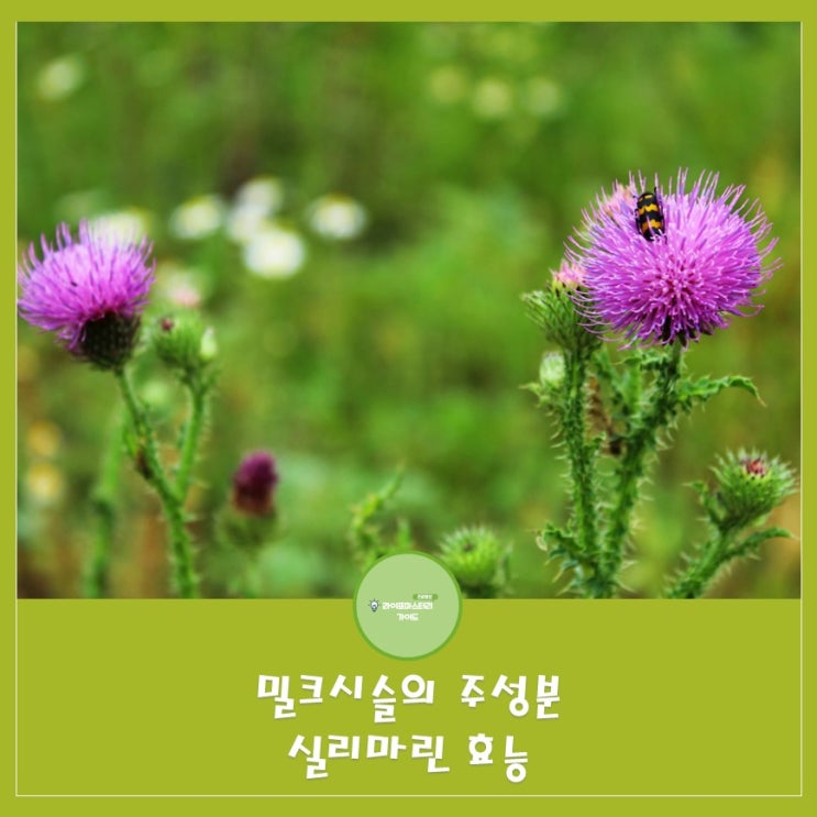  실리마린이란?간 건강을 지원하는 데 효과적인 성분, 항염증, 항바이러스, 심혈관 건강 증진 등 다양한 효능을 가지고 있어