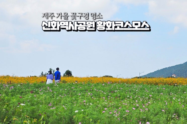  추석 가족여행지 제주 신화역사공원 황화코스모스 가을 꽃구경 명소