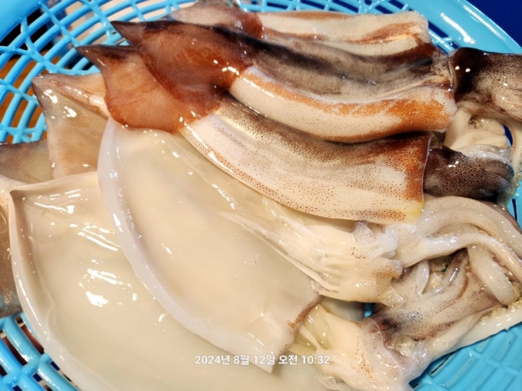  신진도오징어 오징어시세 생물오징어 태안서부시장 꼭지수산