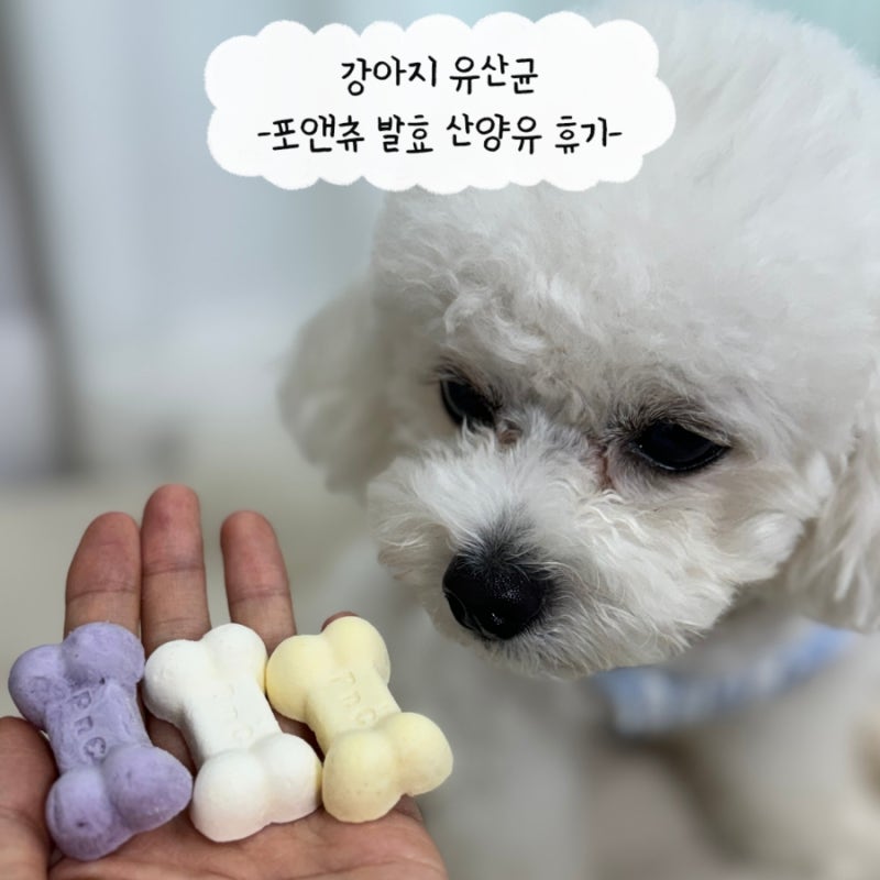 포앤츄 발효 산양유 유산균 후기