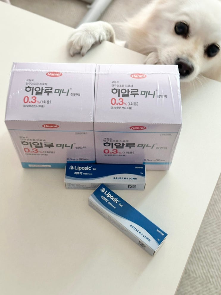  강아지 뇌수막염 투병일지(10주차)ㅣ테라큐민, 시타라빈 2회차, 안과검진, 안구건조증