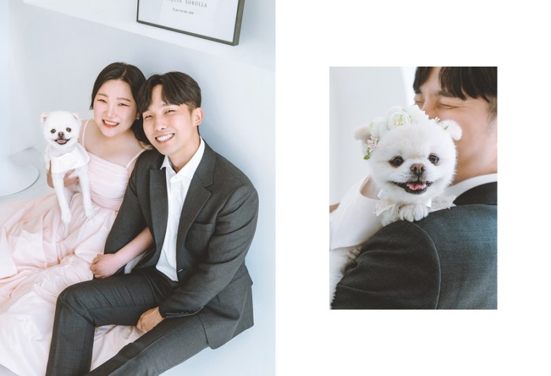 w. 드림이랑 웨딩 촬영, 강아지 화동 드레스 추천