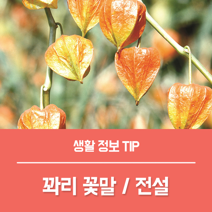  꽈리 꽃말 전설과 특징, 키우기도 쉬워요!