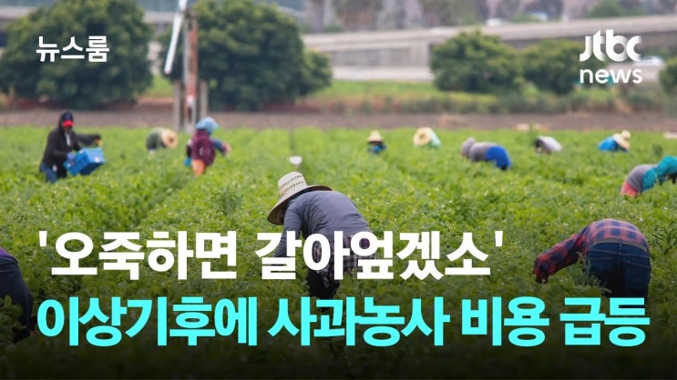 '오죽하면 갈아엎겠소'…이상기후에 사과농사 비용 급등 '오죽하면 갈아엎겠소'…이상기후에 사과농사 비용 급등