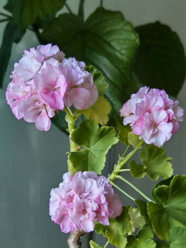  순둥순둥한 제라늄 모르바카드로트닝잉그리드
