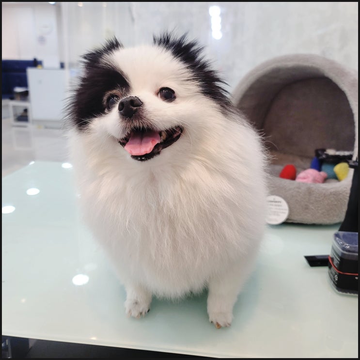  금촌,금릉 애견미용학원 자격증 취득 보다 필드 중심 교육!