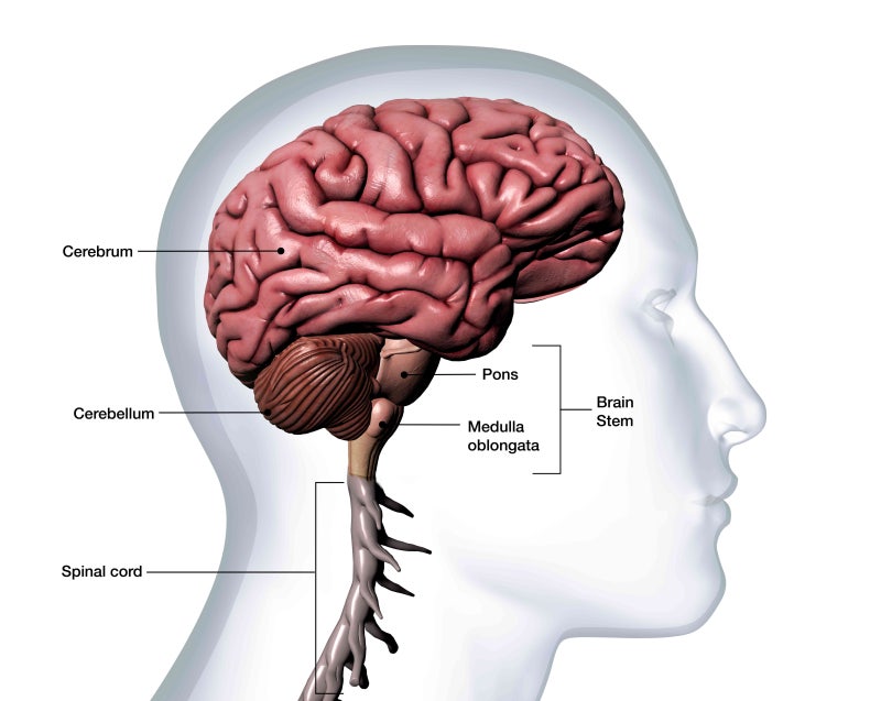 [해부생리] 변연계(Limbic System)의 구조와 기능, 치유관계 : 네이버 블로그