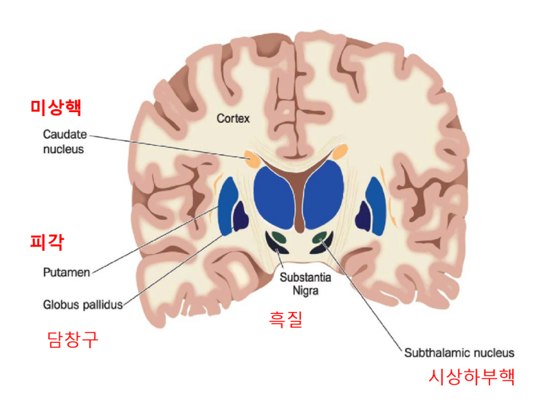 [해부생리] 변연계(Limbic System)의 구조와 기능, 치유관계 : 네이버 블로그