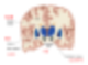 [해부생리] 변연계(Limbic System)의 구조와 기능, 치유관계 : 네이버 블로그