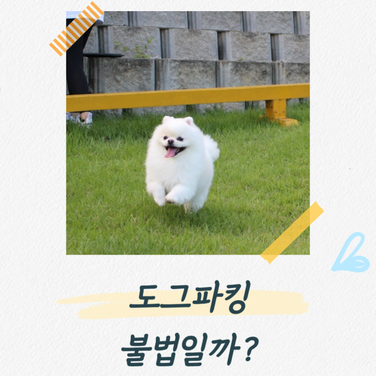  도그파킹 우리나라에서 해도 돼요? 불법인가요?