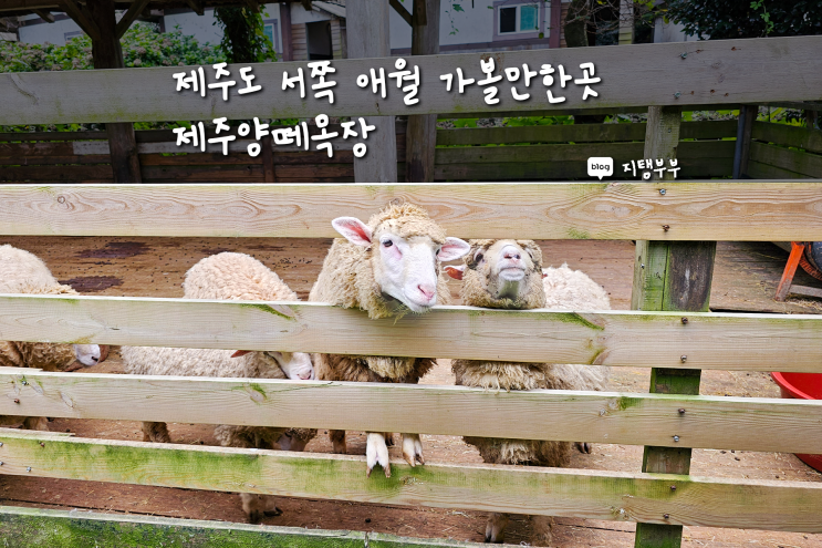  제주 애월 양떼목장 동물 먹이주기 체험하면서 힐링할 수 있는 제주도 서쪽 애월 가볼만한곳