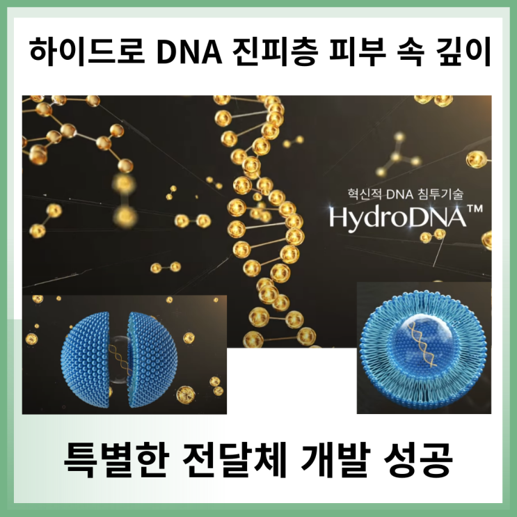  하이드로 DNA 진피층 피부 속 깊이