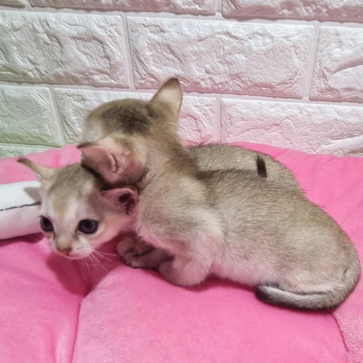  고양이 울음소리의 종류와 해석