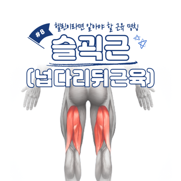  헨린이라면 알아야 할 근육 명칭 #8 - 슬괵근(넙다리뒤근육) / 소사역헬스