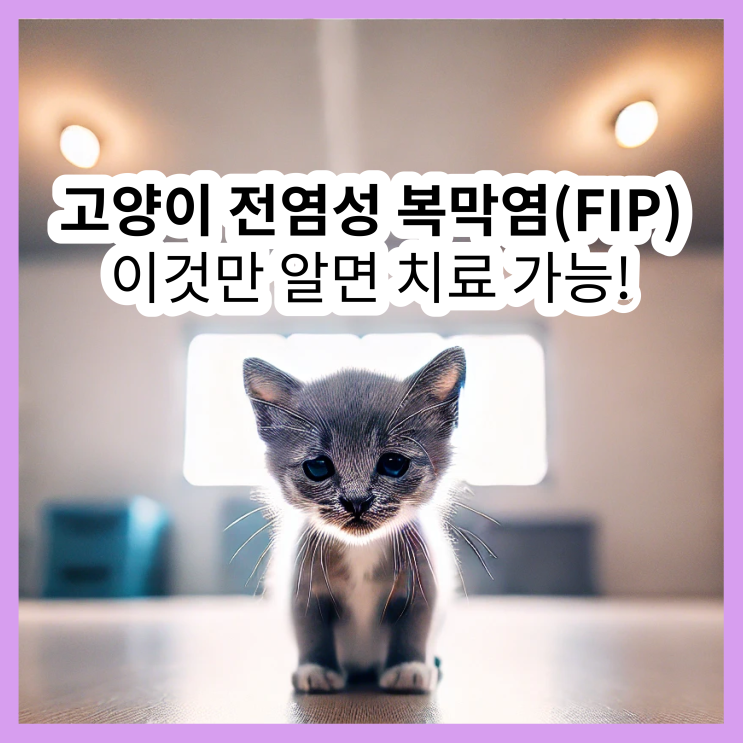  고양이 전염성 복막염 증상 및 치료법 (고양이 FIP 예방)