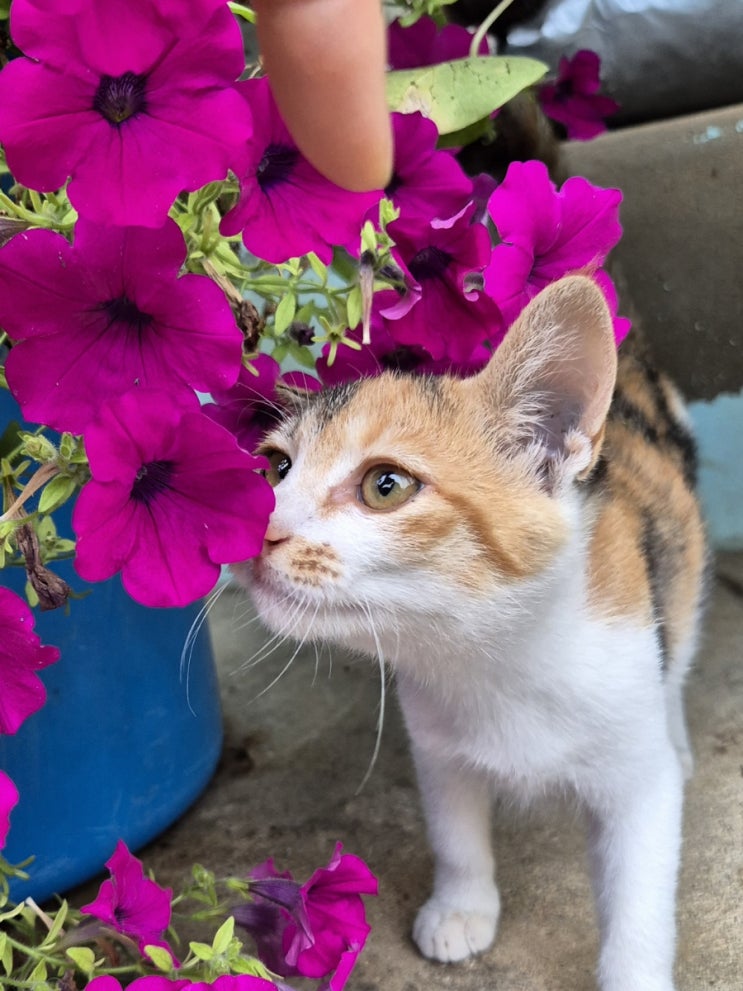  시골 왔어요. 시골 마당 가드닝. 새 식구 진이   