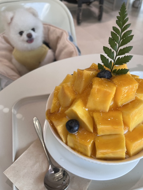  [충남 서산] 서산 애견동반 카페 원트 (망고빙수 맛집)