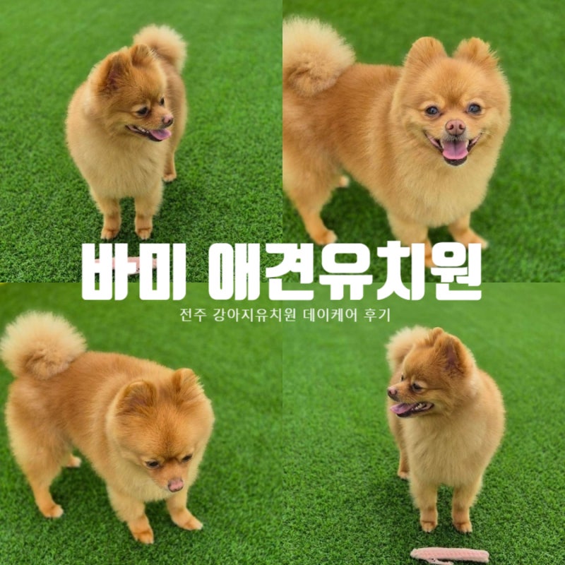 바미 애견유치원