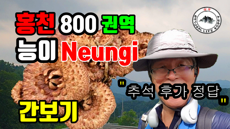 홍천 800권역 능이버섯 정찰산행