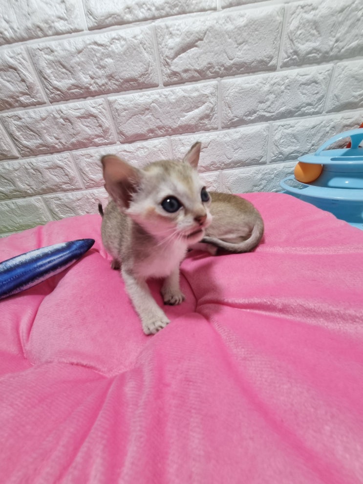  고양이 암 종류 및 치료 방법