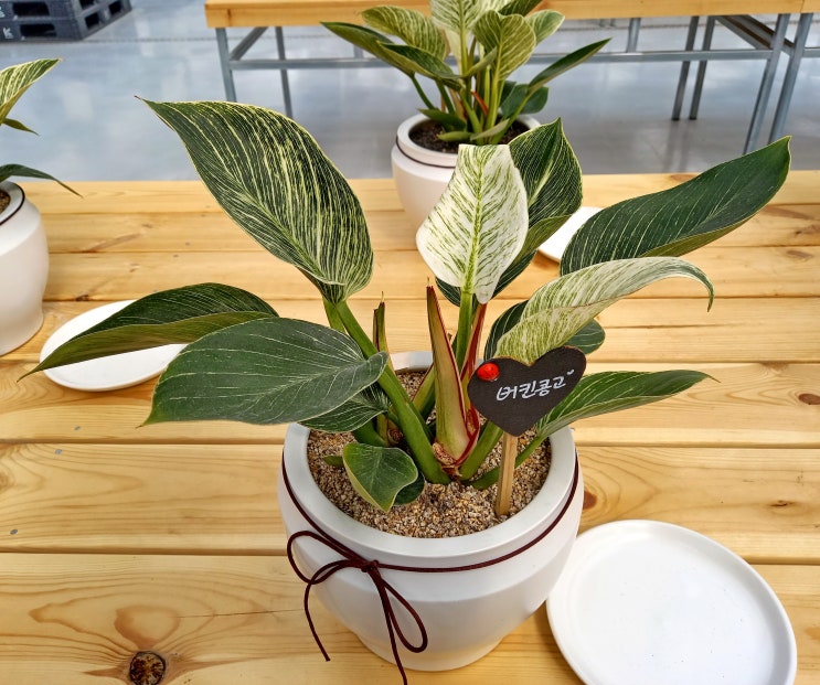  주엽이네 꽃집지기 포토 덤프 스페셜 필로덴드론 버킨(Philodendron Birkin) 키우기 분갈이하기