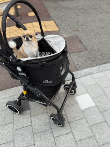  [일상] 점심먹고 퇴근하는 날로먹는 직장인의 평일 일상 강아지 확대범 또왓닭꼬치 프로당근러