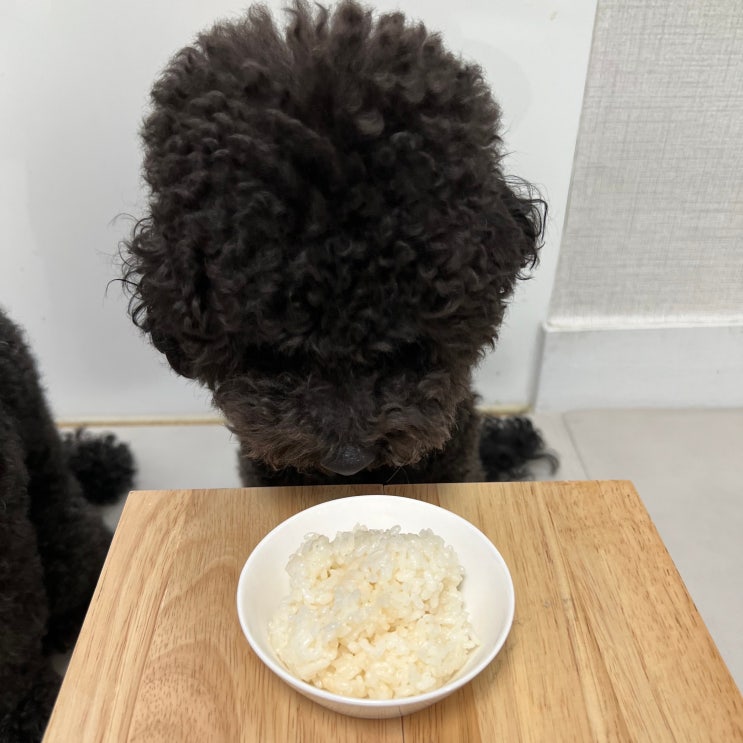  강아지 쌀밥 먹어도 되나요? 생쌀 누룽지는? 효능과 주의할 점