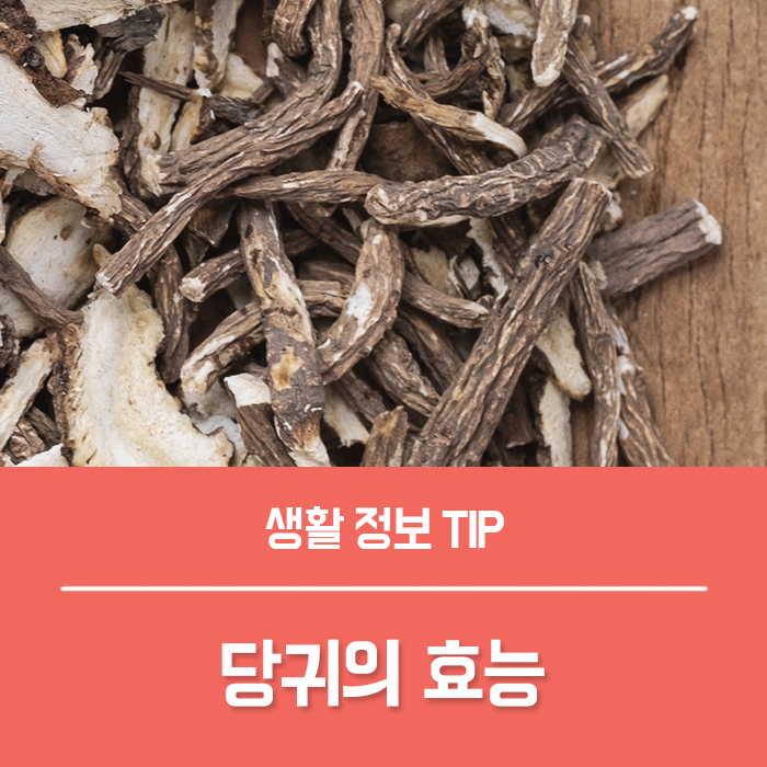  당귀의 효능 부작용, 당귀차 당귀잎 효능 총정리!