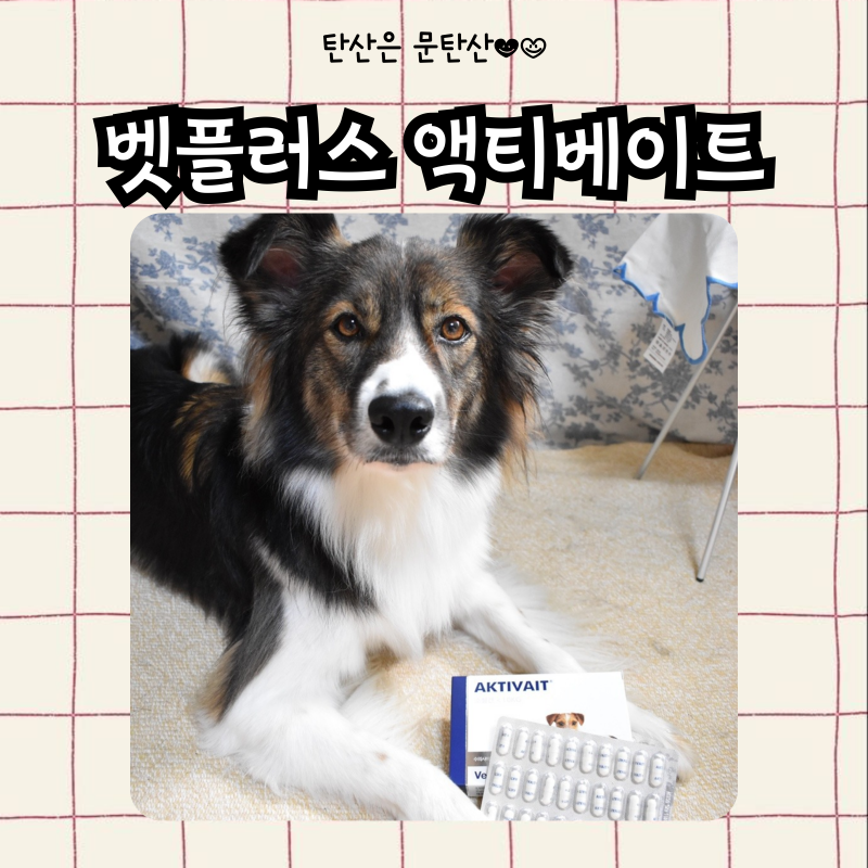 강아지 항산화제 노견, 노묘 완전 추천하는 벳플러스 액티베이트 한달 실급여 후기