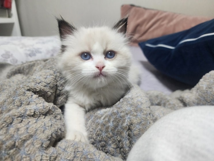  고양이 랙돌 솜털 처음 우리 집에 온 날 3개월 때 모습