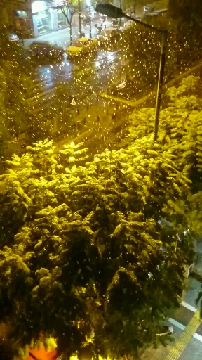 장자 장자