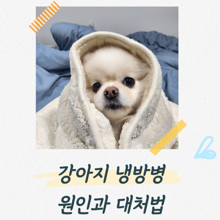  강아지 냉방병 걸리기 전에 집에서 이렇게 해주세요!