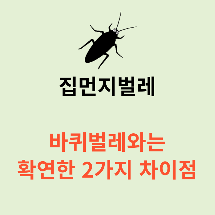 집에 나타난 먼지벌레 바퀴벌레와 차이점은? 퇴치 방법까지