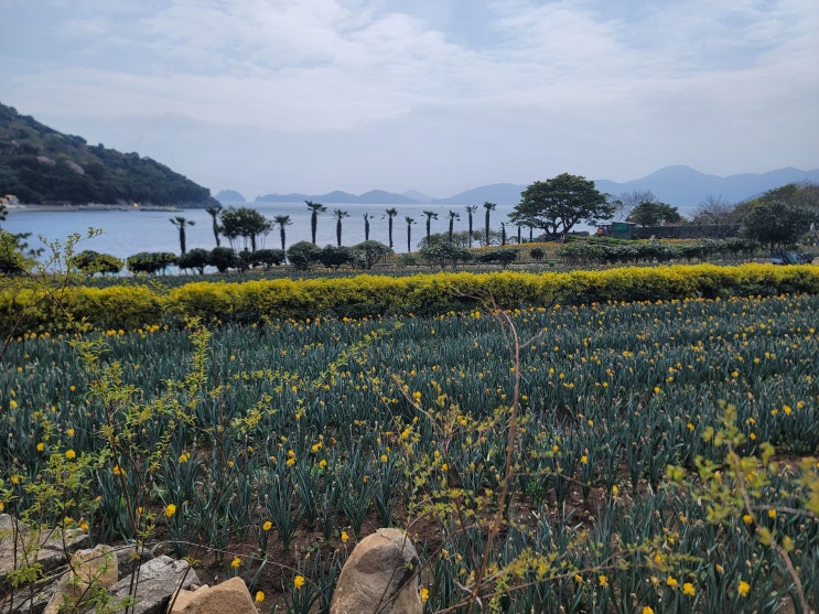 경남 거제시 일운면 와현리에 위치한 수선화 명소 공곶이 수목원 방문 후기 경남 거제시 일운면 와현리에 위치한 수선화 명소 공곶이 수목원 방문 후기