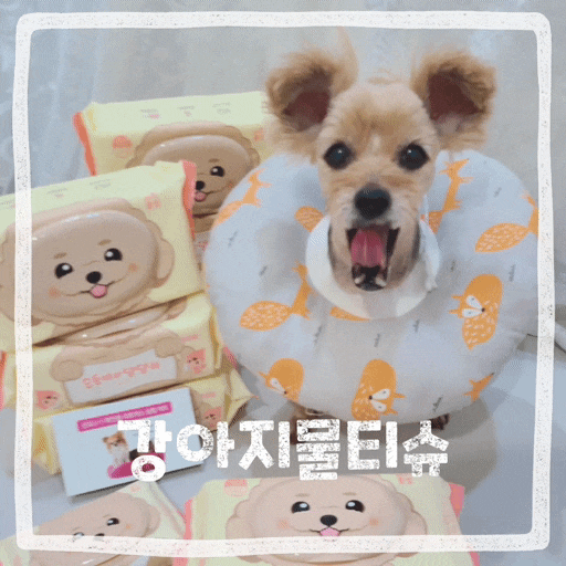  강아지물티슈, 발바닥 발사탕 강아지 몸냄새제거 펫케어 애견용품