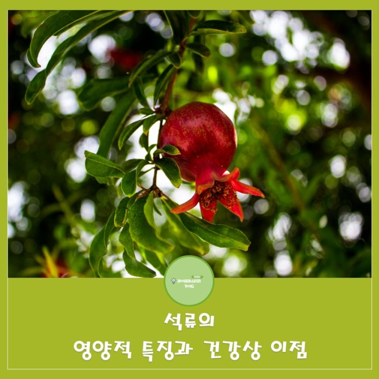  석류: 체내 열을 내리고 혈액 순환개선,풍부한 수분과 영양으로 체내의 불균형 조절