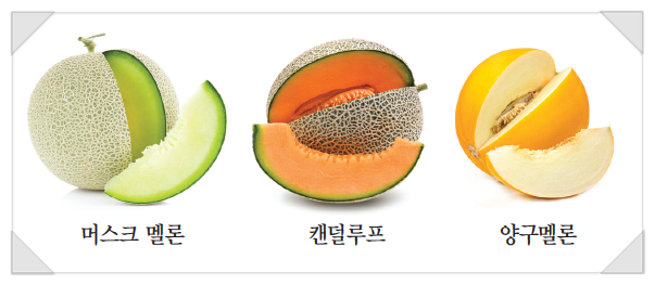 메론껍질 버리는 방법