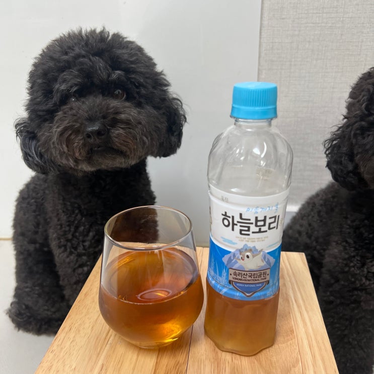  강아지 보리차 먹어지만 주의할 점도 있어요