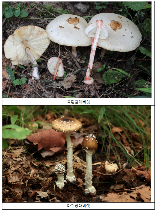 가을철 독버섯 주의, 야생버섯 함부로 먹지 말아야 가을철 독버섯 주의, 야생버섯 함부로 먹지 말아야