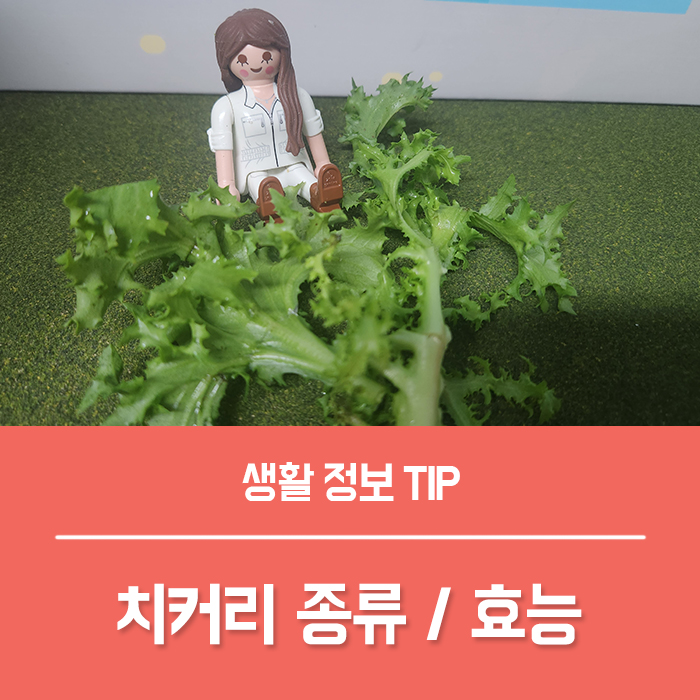  치커리 종류 성분, 치커리 효능 부작용은?