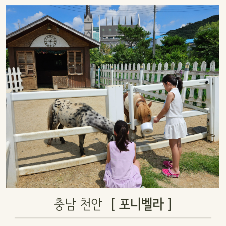  천안근교 나들이 포니벨라, 포니 먹이주기 체험