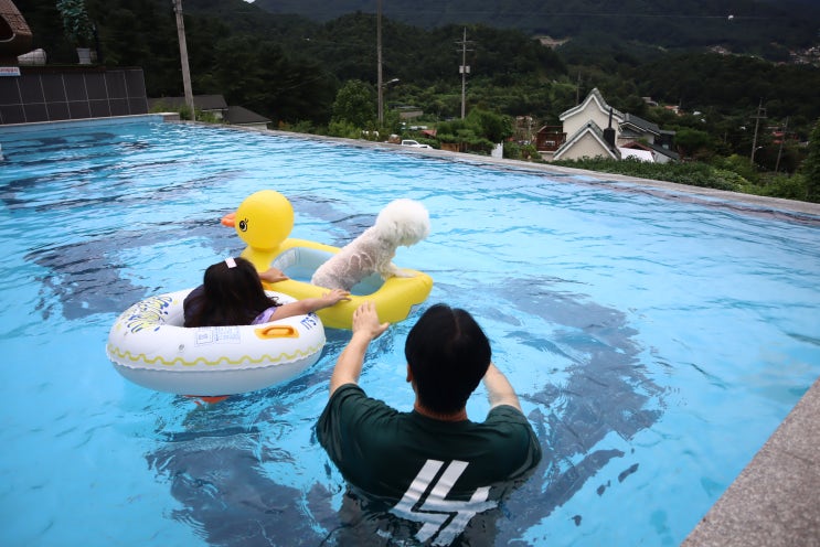  경기도 가평 보보 펜션 애견 독채 풀빌라 강아지동반 펜션 :D