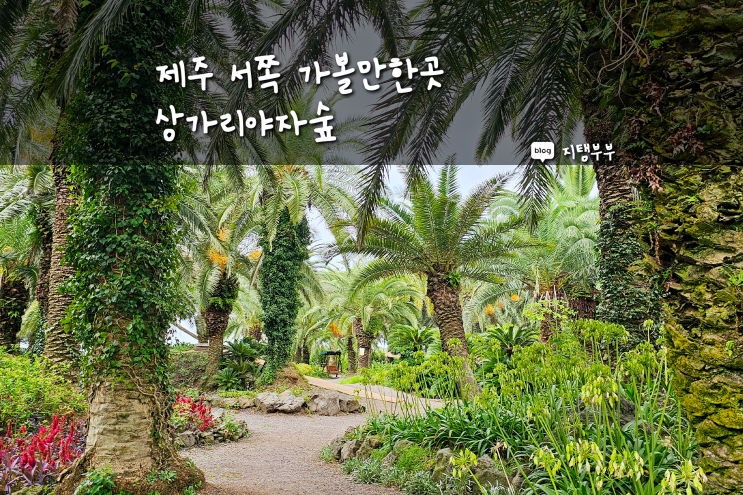  제주도 서쪽 상가리야자숲 이국적인 풍경 볼 수 있는 제주 애월 가볼만한곳