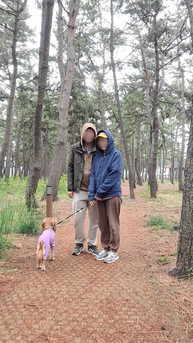  속초애견동반여행 | 동아서점, 대포항, 속초아이, 속초해변 소나무숲