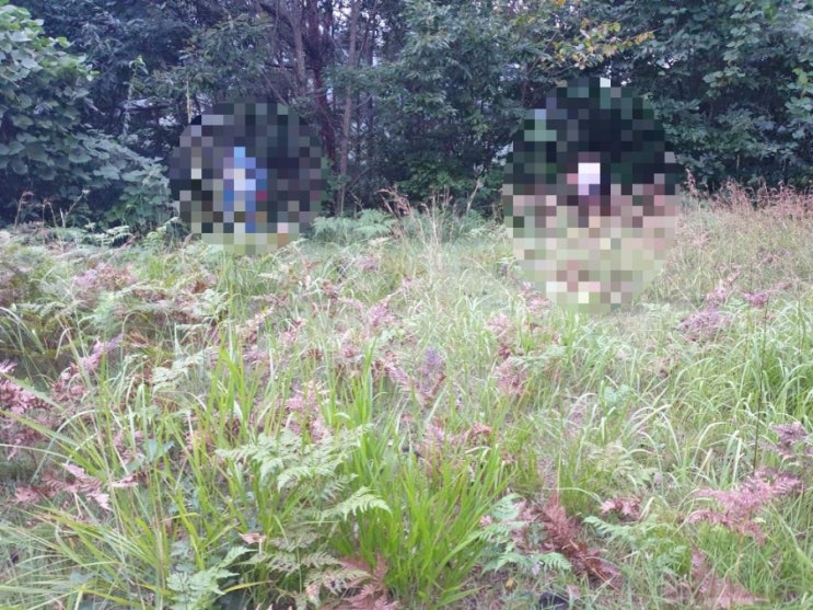  2024년 김천 대항면 운수리 벌초10기 고인돌장묘개발 #김천벌초 #선산벌초 #구미벌초 #황간벌초 #영동벌초 #성주벌초 #상주벌초 #벌초대행 #벌초 #추석벌초 #손없는날 #윤달 .