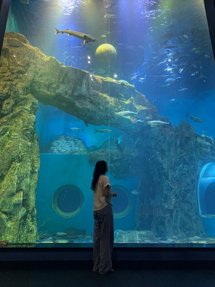  다누리 아쿠아리움의 숨겨진 매력, 꼭 가봐야 할 이유