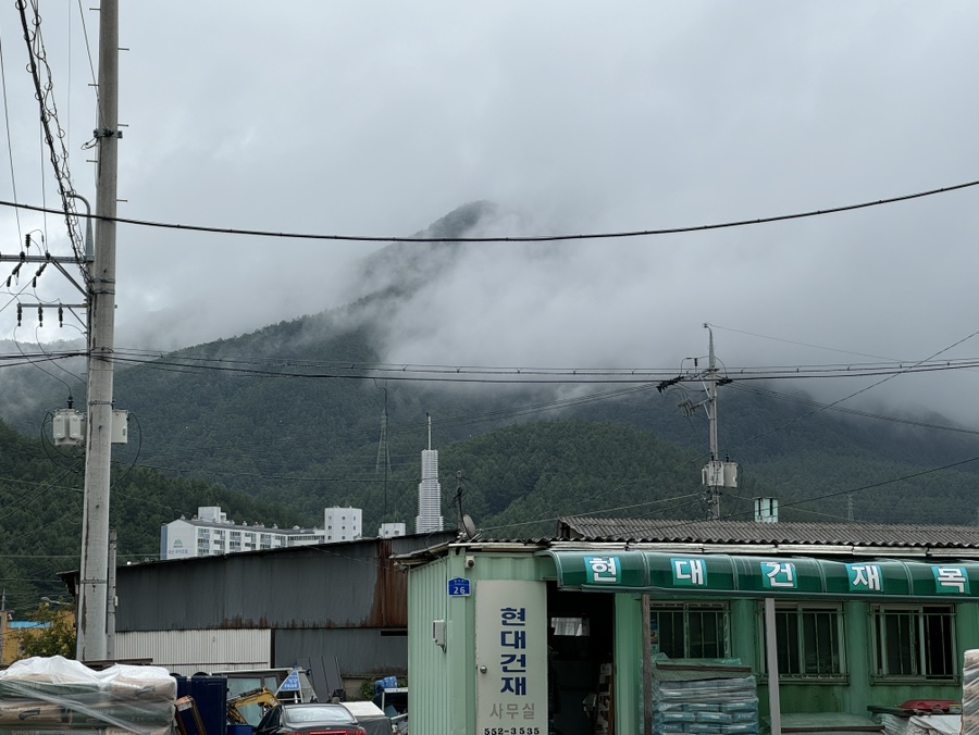 들빛 사진 2